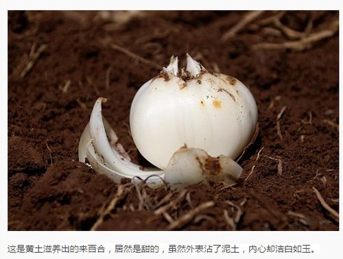 新鲜百合新选择 科技与传统的完美融合