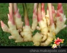 安丘保鲜生姜 百合科技领航蔬菜干制品新风尚